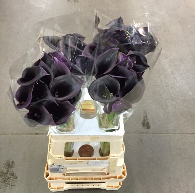 Zantedeschia cantor.jpg
